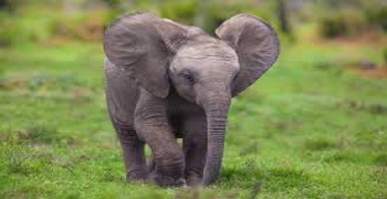 درمان دندان یک فیل در شهربازی ‏
